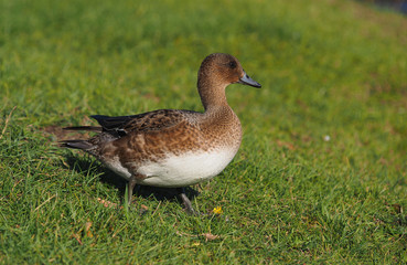 Eurasian wigeon in a park by the river