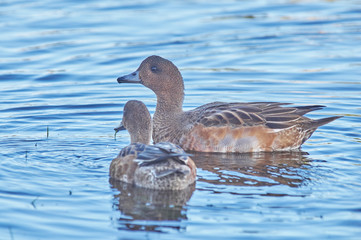 Eurasian wigeon in a park by the river
