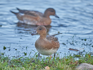 Eurasian wigeon in a park by the river
