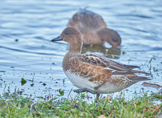 Eurasian wigeon in a park by the river