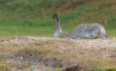 goose in a park by the river