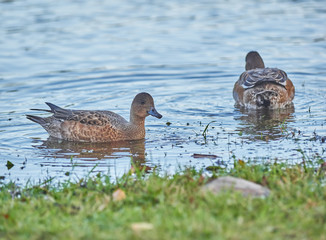 Eurasian wigeon in a park by the river