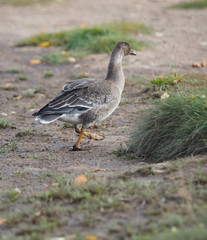 goose in a park by the river