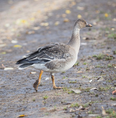 goose in a park by the river