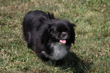 Obraz premium Mixed breed playing in meadow