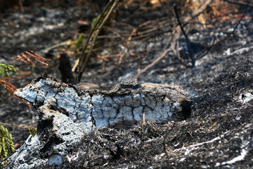 Burnt trees and Forest fires Aftermath