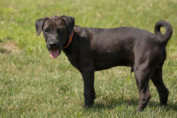 Obraz premium Puppy dog in meadow