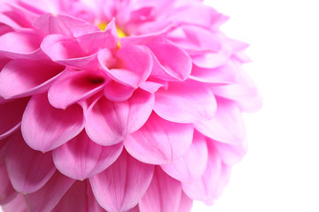 Beautiful pink dahlia flower on white background, closeup view