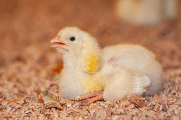 young chicks at a barn in a poultry farm
