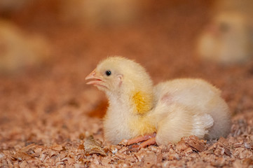 young chicks at a barn in a poultry farm