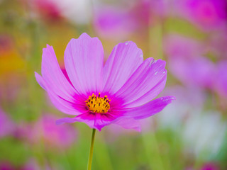 Obraz premium Cosmos flowers bloom in the garden.