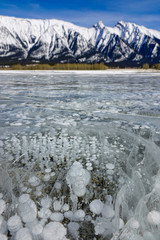 VERTICAL: Methane bubbles rise to frozen surface of Lake Abraham on sunny day.