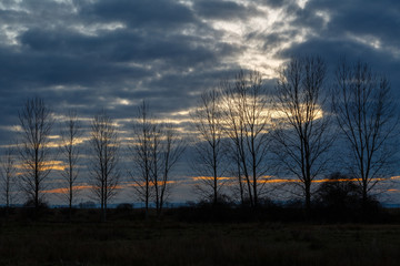 Árboles de chopo y cielo al atardecer en invierno. Comarca de El Páramo, León, España.
