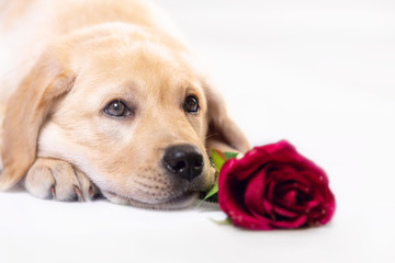 Dreaming dog in love with you, with a red rose in mouth.