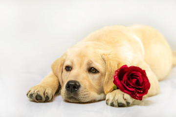 Isolated dog. Golden puppy with red rose, looking up on white background