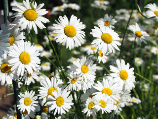 Fototapeta premium Garden daisies, a beautiful scene of nature with a blooming Daisy in the sun. Beautiful spring daisies, summer background.
