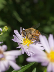 Bee collects nectar sitting on a flower. Summer day, macro photography, close-up.