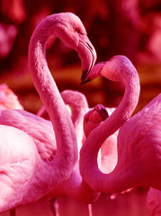 A pair of pink flamingo forming a heart shape