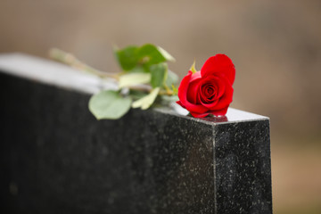 Red rose on black granite tombstone outdoors. Funeral ceremony