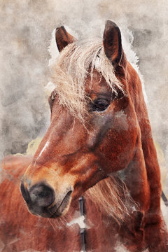 Watercolor painting of horse portrait