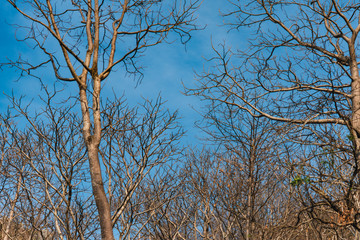 Rocky mountains during the brown leaves
