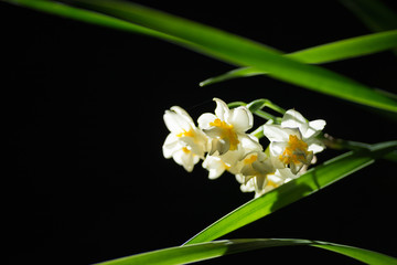 Obraz premium 夜の水仙