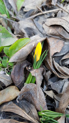 Yellow bud flower of crocus plant is sprouting through rough brown dry brown leaves. Spring first plant bulb flowers. Blooming season of springtime. Fragility of nature.