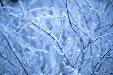 branches of plants in winter in hoarfrost and snow