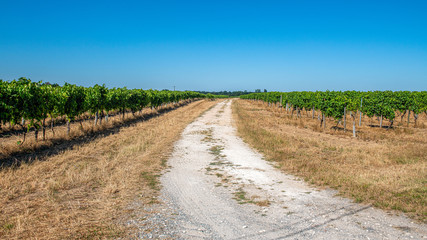 Fototapeta na wymiar Winnica, piaszczysa droga biegnąca przez stara winnicę we Francji