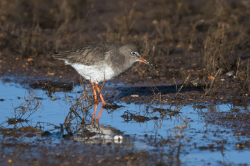 Redshank on low tide. His Latin name is Tringa totanus.