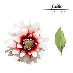 Chrysanthemum and leaves, watercolor, can be used as greeting card, invitation card for wedding, birthday and other holiday and  summer background. Vector illustration.