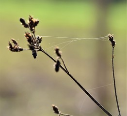 spider on web