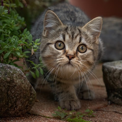 Sneaking tabby kitten in a garden