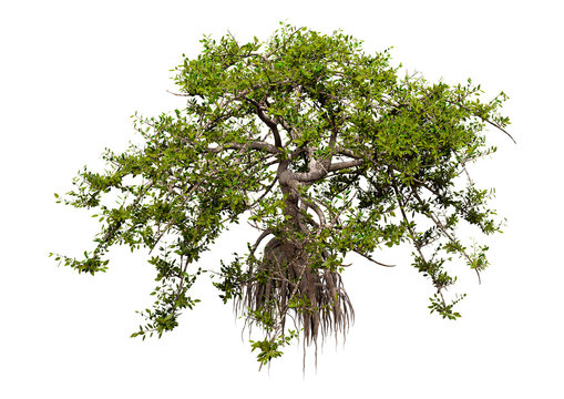 3D Rendering Mangrove Tree On White