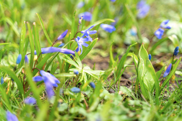 Blue snowdrop blossom scilla flowers in early spring in the meadow