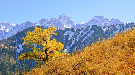 Expressive lonely autumn tree on a background of rocky peaks and snowy mountains in the fall season
