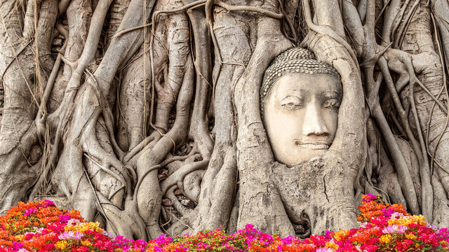 Ancient head of Sandstone Buddha among the tree roots at Wat Mahathat Buddhist temple, Ayutthaya, Thailand; abundantly blooming multi-colored flowers in the foreground