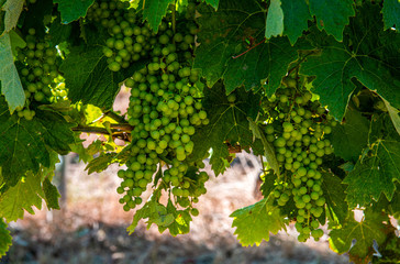 Winogrona dojrzewające w słońcu w rejonie Cognac, Francja 