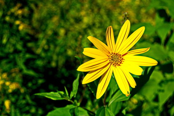 yellow flower