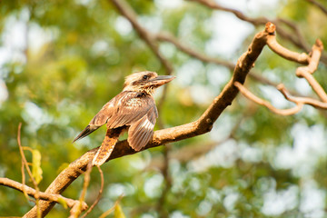 Laughing Kookaburra also known as Dacelo novaeguineae.