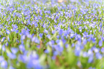 Blue scilla siberica flower in springtime in the forest