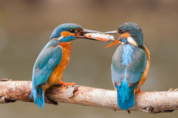 Female kingfisher accepting the bribe from male, sitting on the branch Common kingfisher (Alcedo atthis), Slovakia
