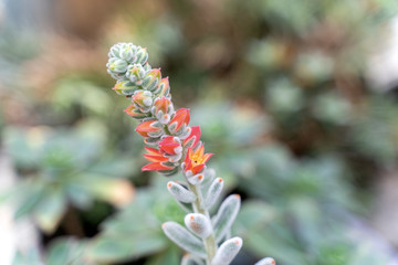 Closeup of beautiful red and yellow grevillea flower surrounded by lush green leaves