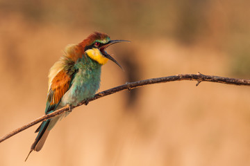 Angry bee-eater sitting on the branch screaming, European bee-eater (Merops apiaster), Slovakia