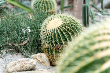 Golden ball cactus or Echinocactus grusonii