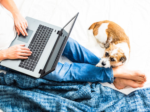 Mann mit Laptop auf den Knien und einem kleinen Hund auf einem Bett, Zuhause, Homeoffice