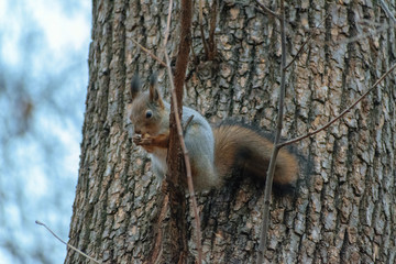 squirrel on a tree