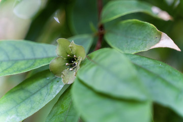 Spurge Laurel - Daphne laureola, in Cotswold woodland