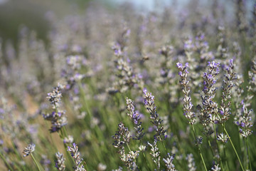 Pastel purple color of Lavender flower outdoor field in central Turkey in July