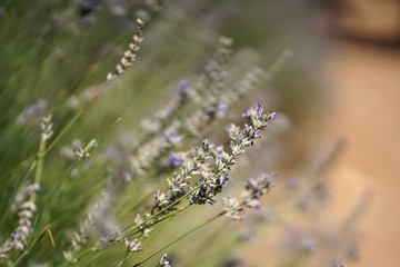 Pastel purple color of Lavender flower outdoor field in central Turkey in July